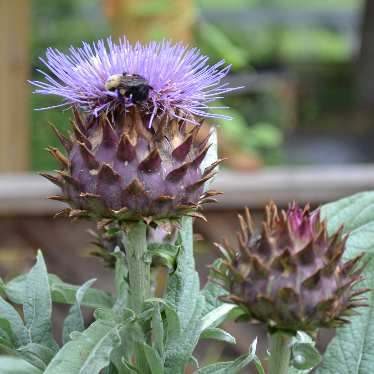 Cardoon (Cynara cardunculus)