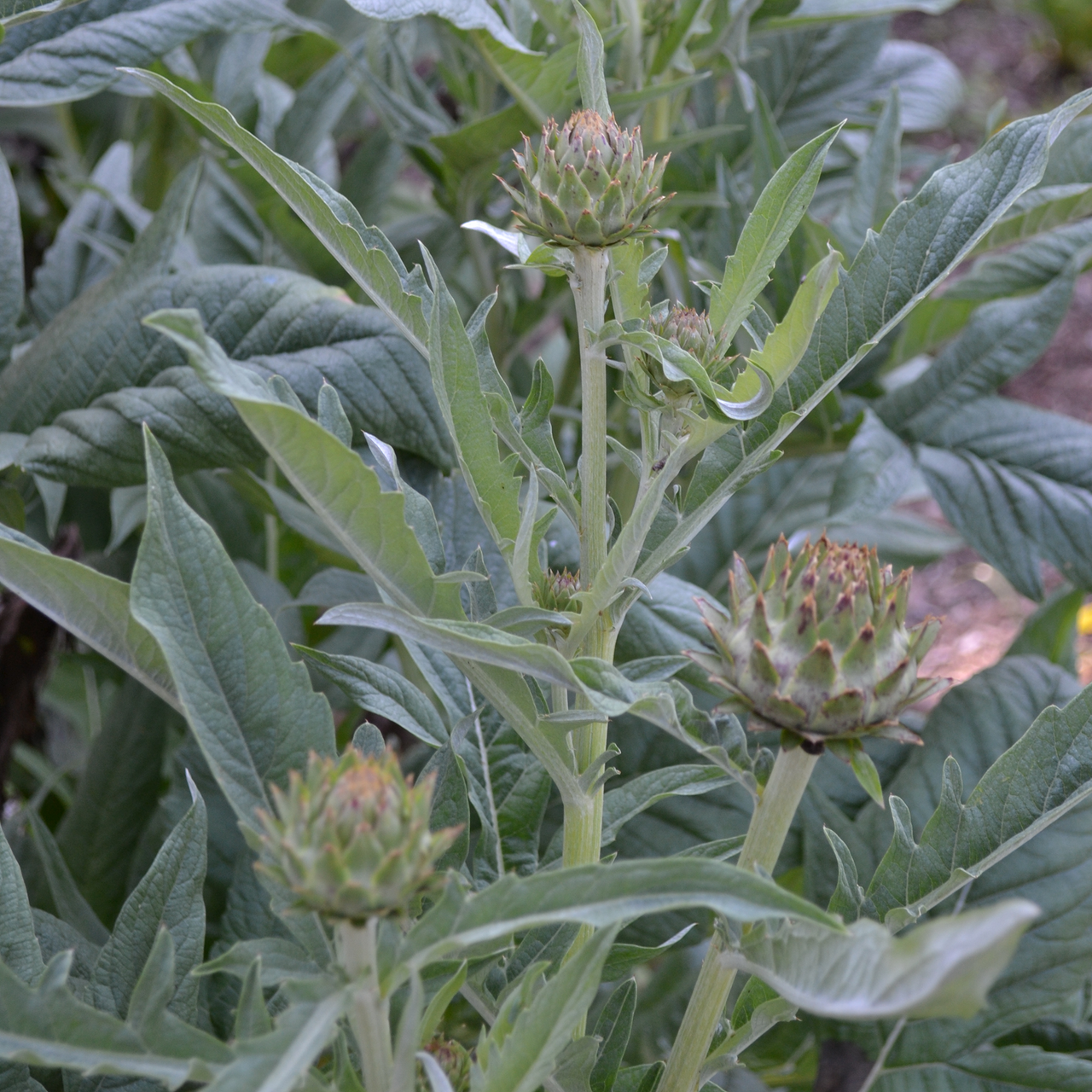 Cardoon (Cynara cardunculus)