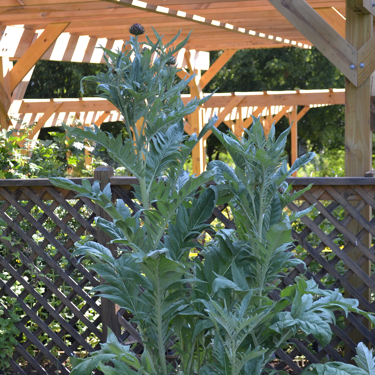 Cardoon (Cynara cardunculus)