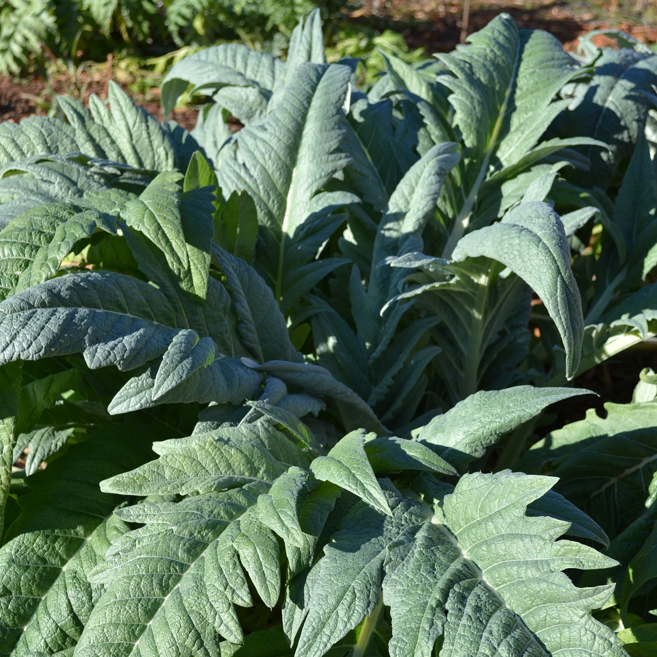 Cardoon (Cynara cardunculus)