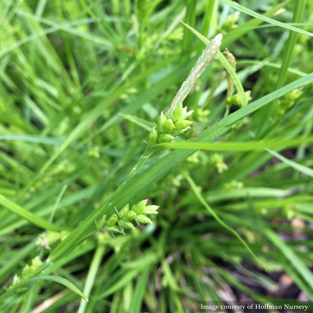 Creek Sedge (Carex amphibola)