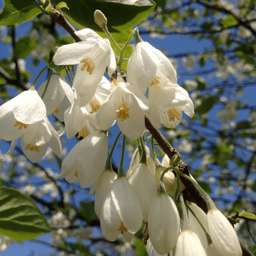 Carolina Silverbell (Halesia tetraptera syn. H. carolina)