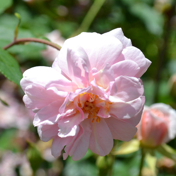 Cecile Brunner Rose (Rosa cv.)