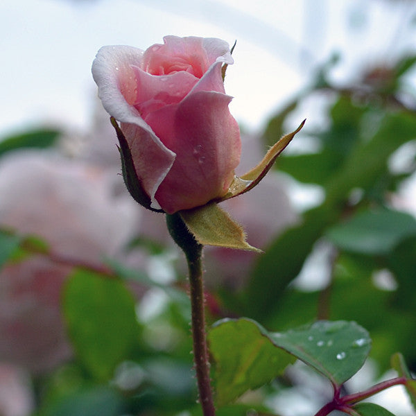 Cecile Brunner Rose (Rosa cv.)