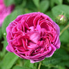 Charles de Mills Rose  (Rosa gallica cv.)