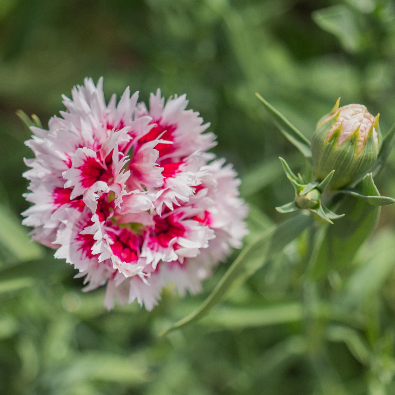 China Pink Seeds (Dianthus chinensis)