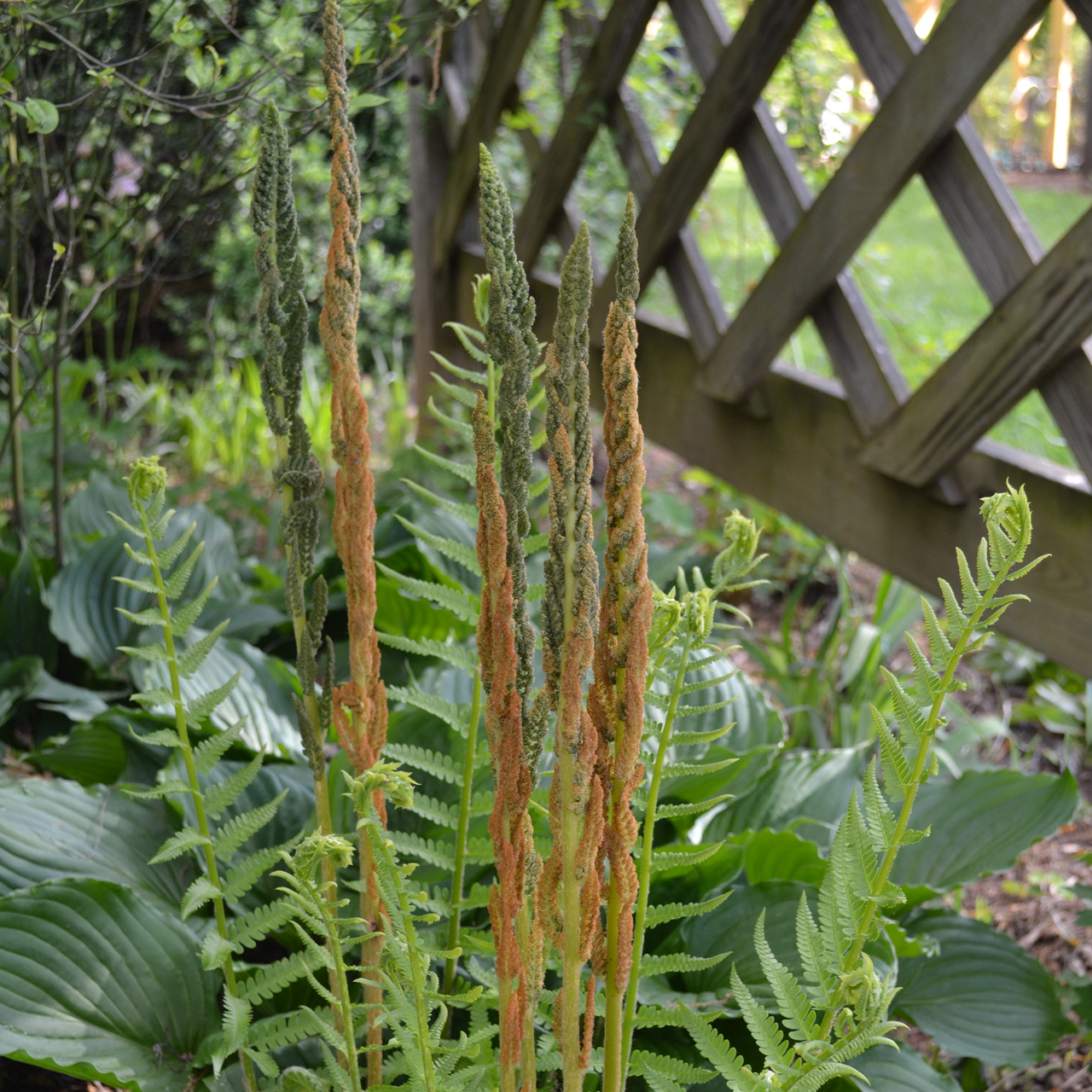 Cinnamon Fern (Osmunda cinnamomea)