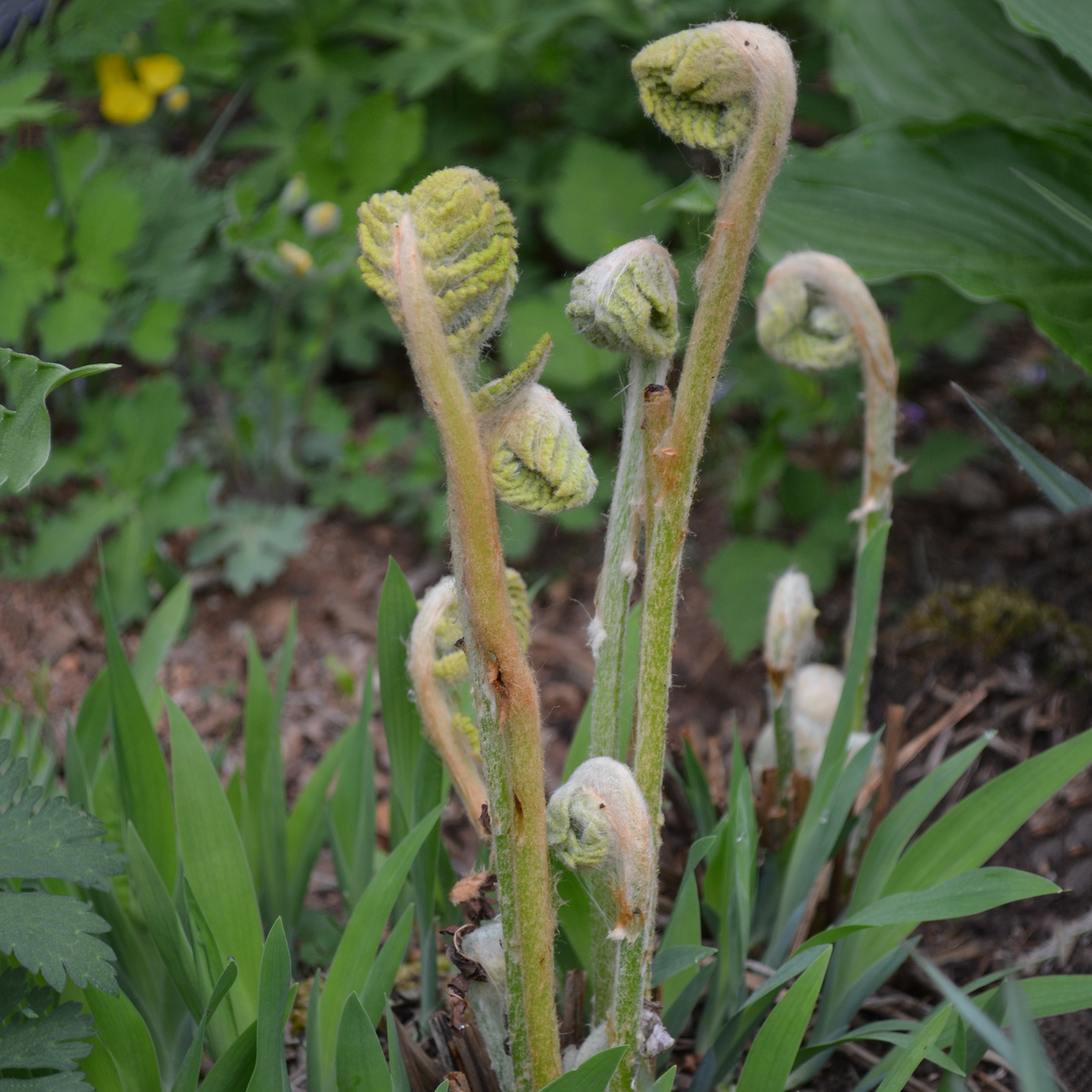 Cinnamon Fern (Osmunda cinnamomea)