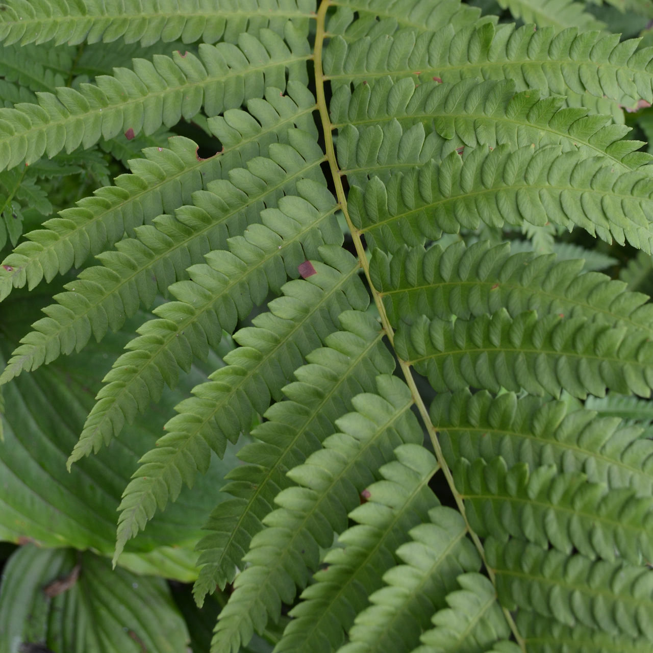 Cinnamon Fern (Osmunda cinnamomea)