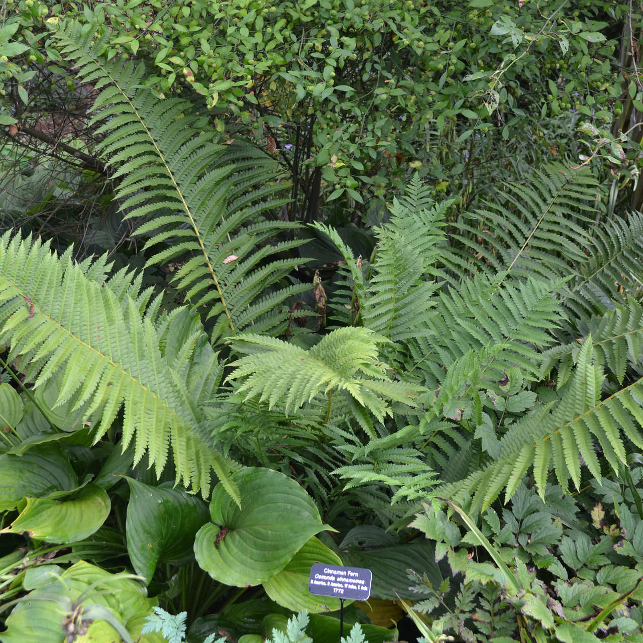 Cinnamon Fern (Osmunda cinnamomea)