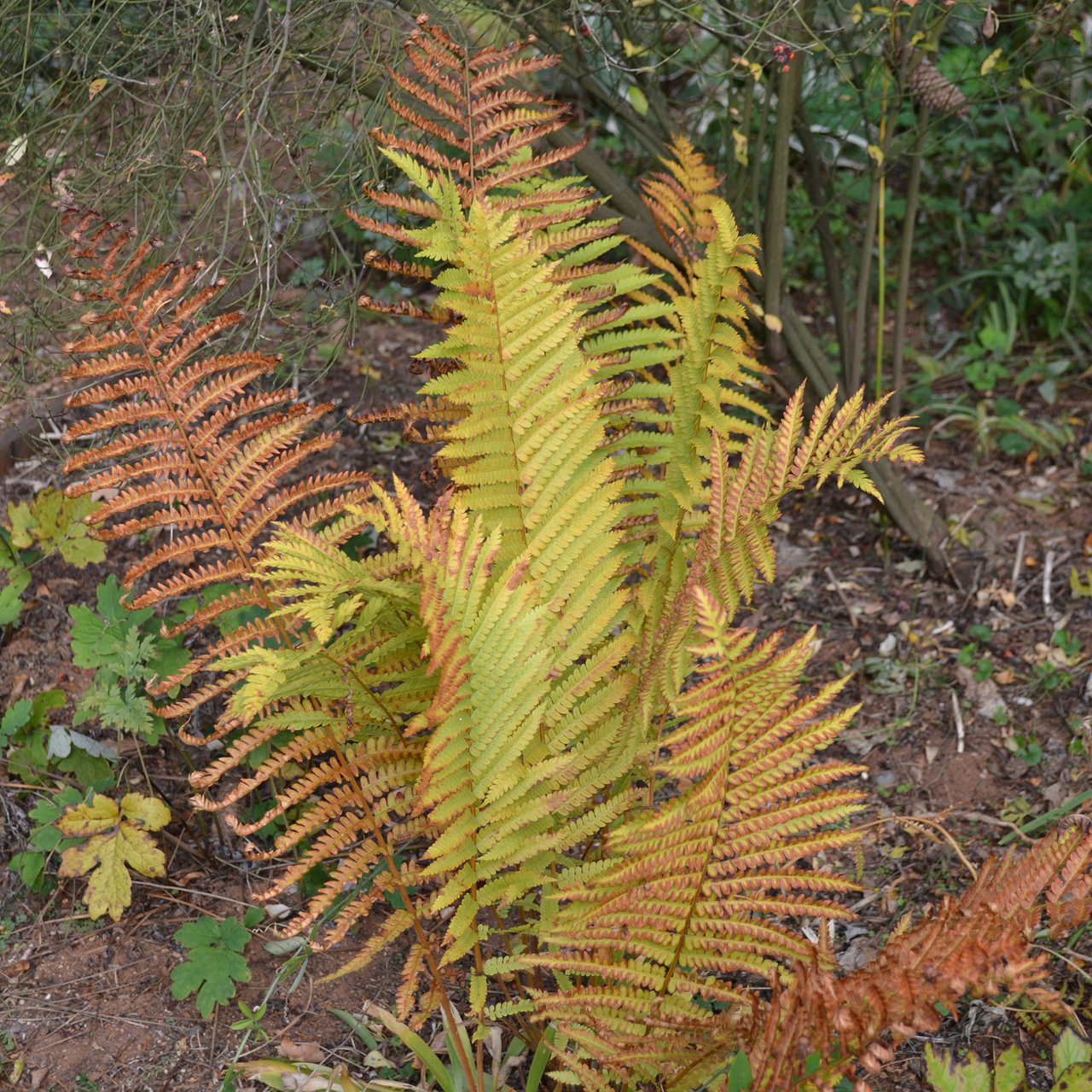 Cinnamon Fern (Osmunda cinnamomea)