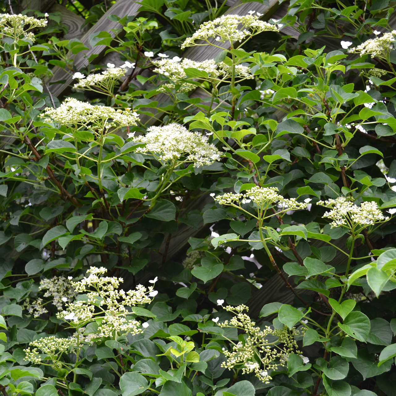 Climbing Hydrangea (Hydrangea anomala subsp. petiolaris)