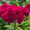 Cockscomb Seeds (Celosia argentea var. cristata)