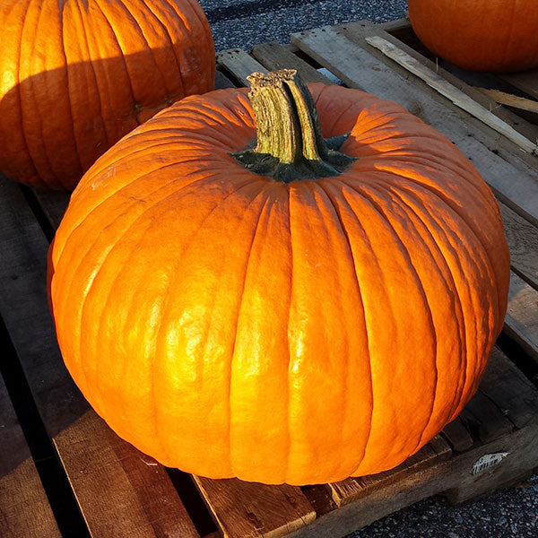 Connecticut Field Pumpkin Seeds (Cucurbita pepo)