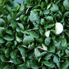 Corn Salad Seeds (Valerianella locusta)