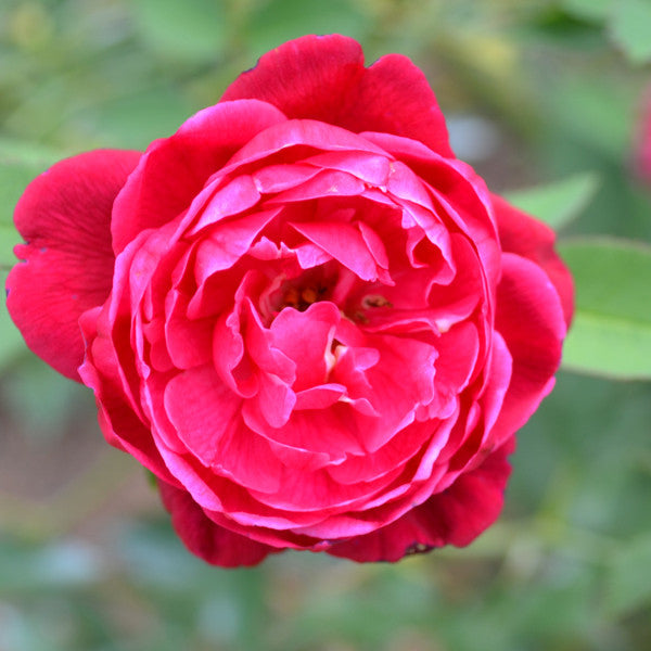 'Cramoisi Supérieur' Rose (Rosa chinensis cv.)