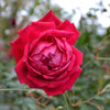 'Cramoisi Superieur' Rose (Rosa chinensis cv.)