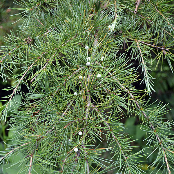 Deodar Cedar (Cedrus deodara)