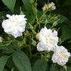 Double Musk Rose (Rosa moschata plena)