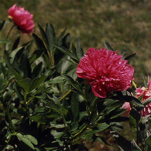 Double Pink Peony (Paeonia officinalis 'Rosea Plena')