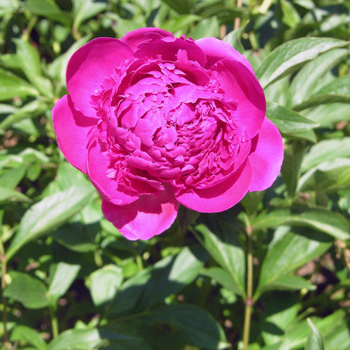 Double Red Peony (Paeonia officinalis 'Rubra Plena')