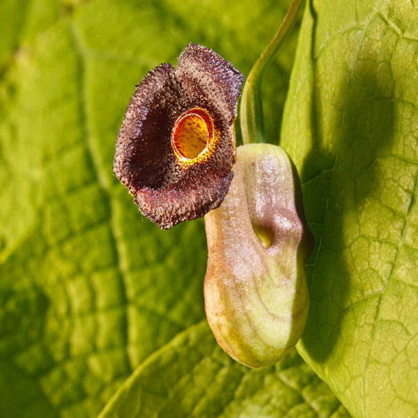 Dutchman's Pipe Vine (Aristolochia durior)