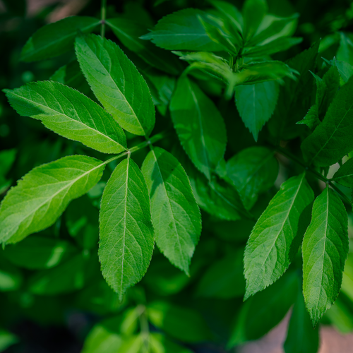 American Black Elderberry (Sambucus canadensis)