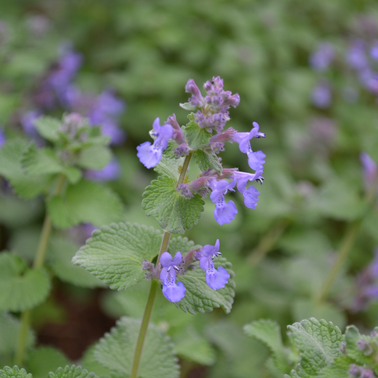 Faassen's Catmint (Nepeta x faassenii)