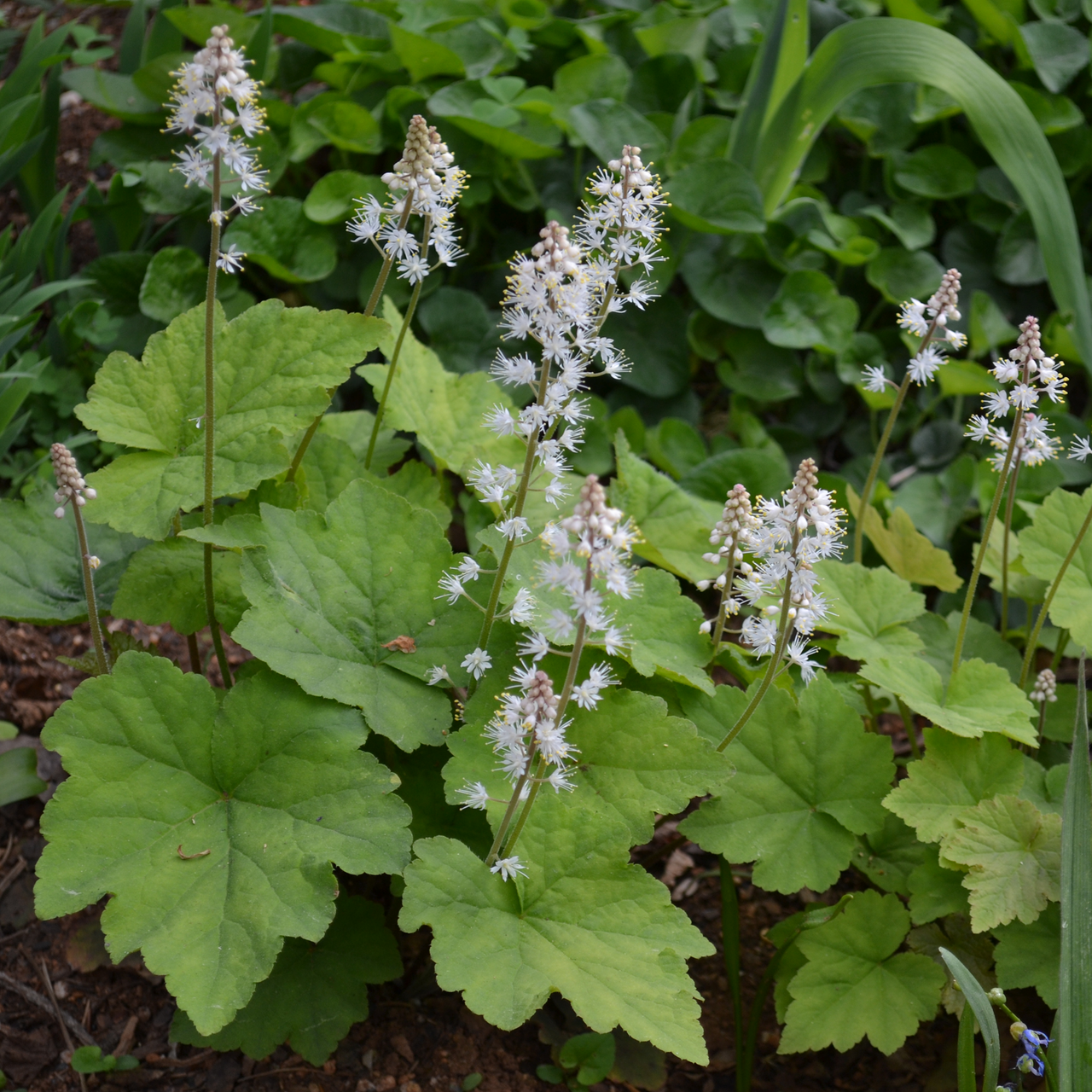 Heartleaf Foamflower (Tiarella cordifolia)