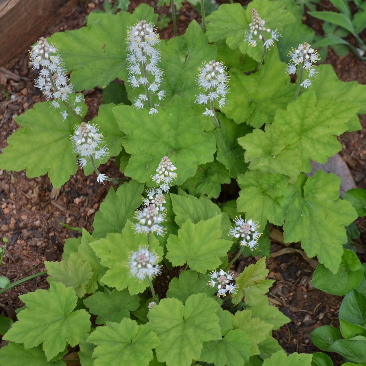 Heartleaf Foamflower (Tiarella cordifolia)