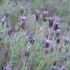 French Lavender (Lavandula stoechas)