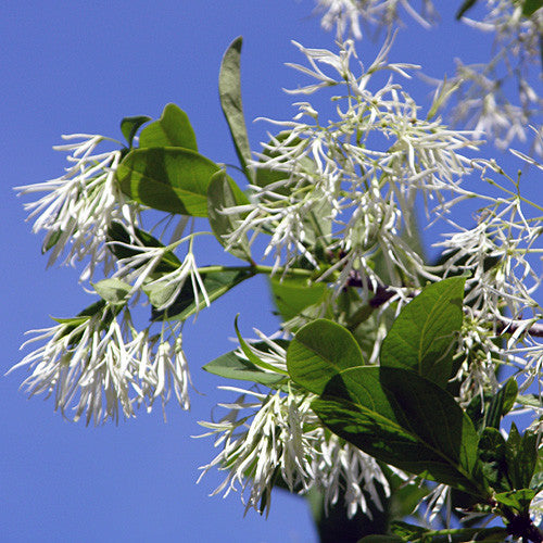 Fringe Tree (Chionanthus virginicus)