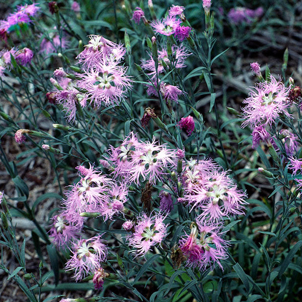 Fringed Pink (Dianthus superbus)