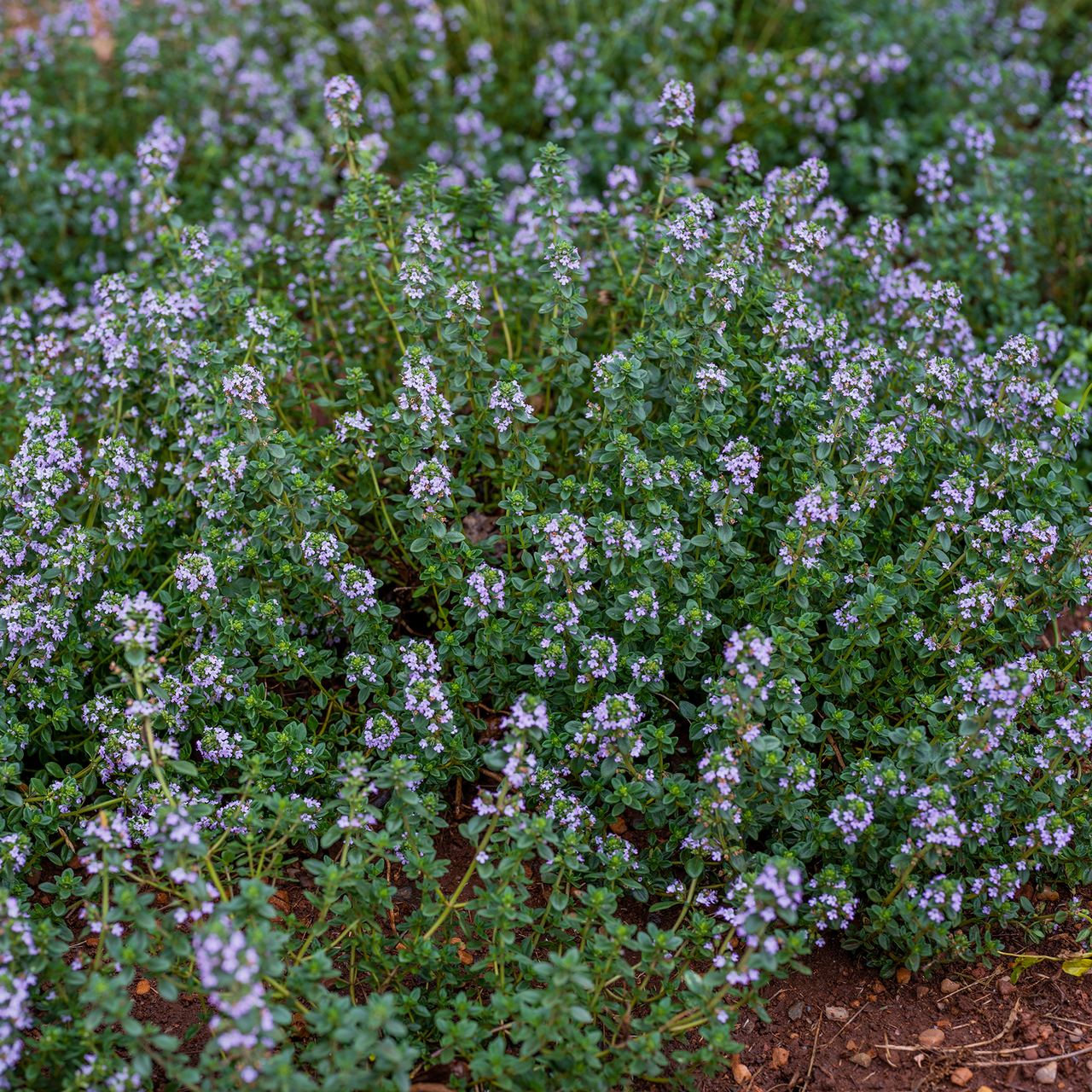 Garden Thyme (Thymus vulgaris)