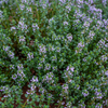 Thyme Seeds (Thymus vulgaris)