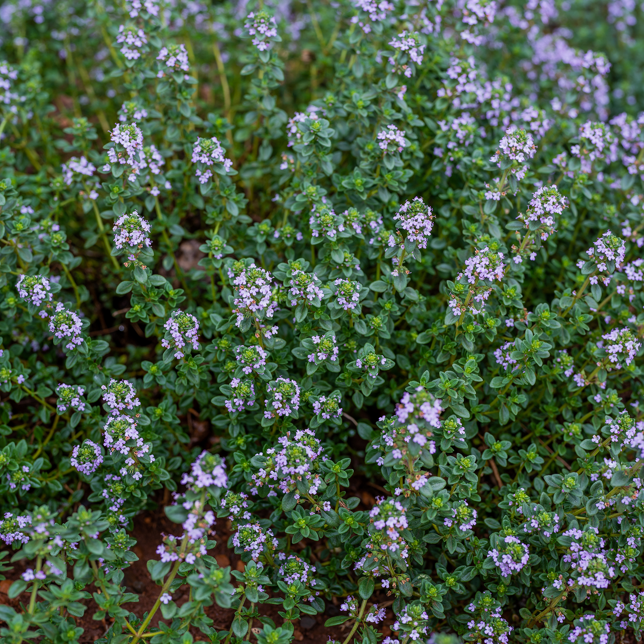 Garden Thyme (Thymus vulgaris)