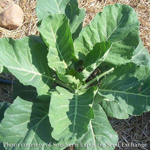 Georgia Southern Collards Seeds (Brassica oleracea cv.)