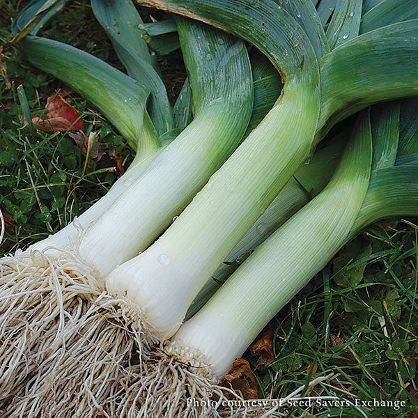 Giant Musselburgh Leeks Seeds (Allium ampeloprasum cv.)