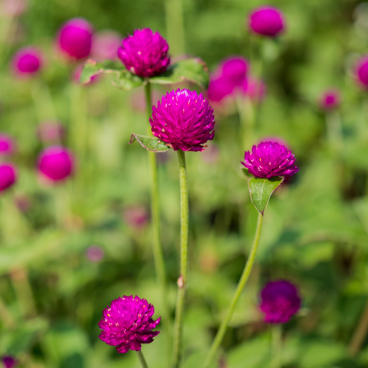 Globe Amaranth Seeds (Gomphrena globosa)