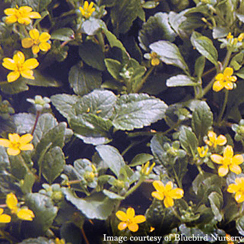 Green-and-Gold (Chrysogonum virginianum)