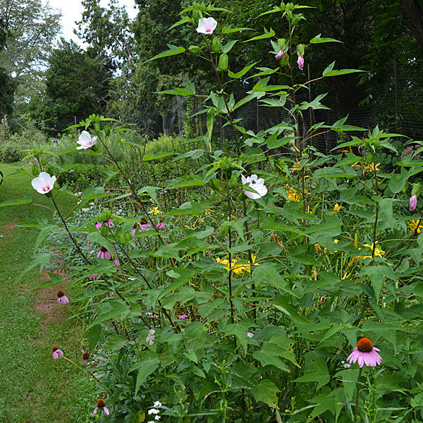 Halberd-leaved Rose Mallow (Hibiscus laevis)