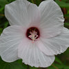 Halberd-leaved Rose Mallow (Hibiscus laevis)