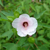 Halberd-leaved Rose Mallow Seeds (Hibiscus laevis)