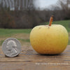 Bare Root Harrison Apple Tree (Malus cv.)