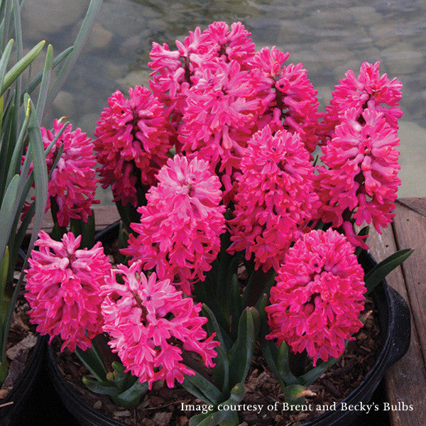 Jan Bos Hyacinth (Hyacinthus orientalis cv.)