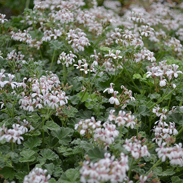 Nutmeg-Scented Geranium (Pelargonium x fragrans)