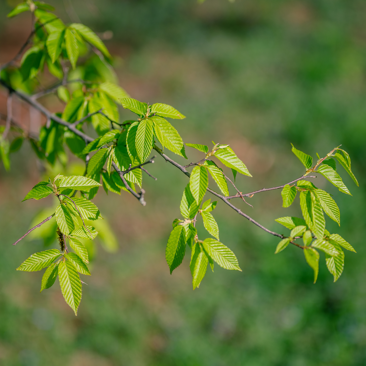 Bare Root Ironwood (Carpinus caroliniana)