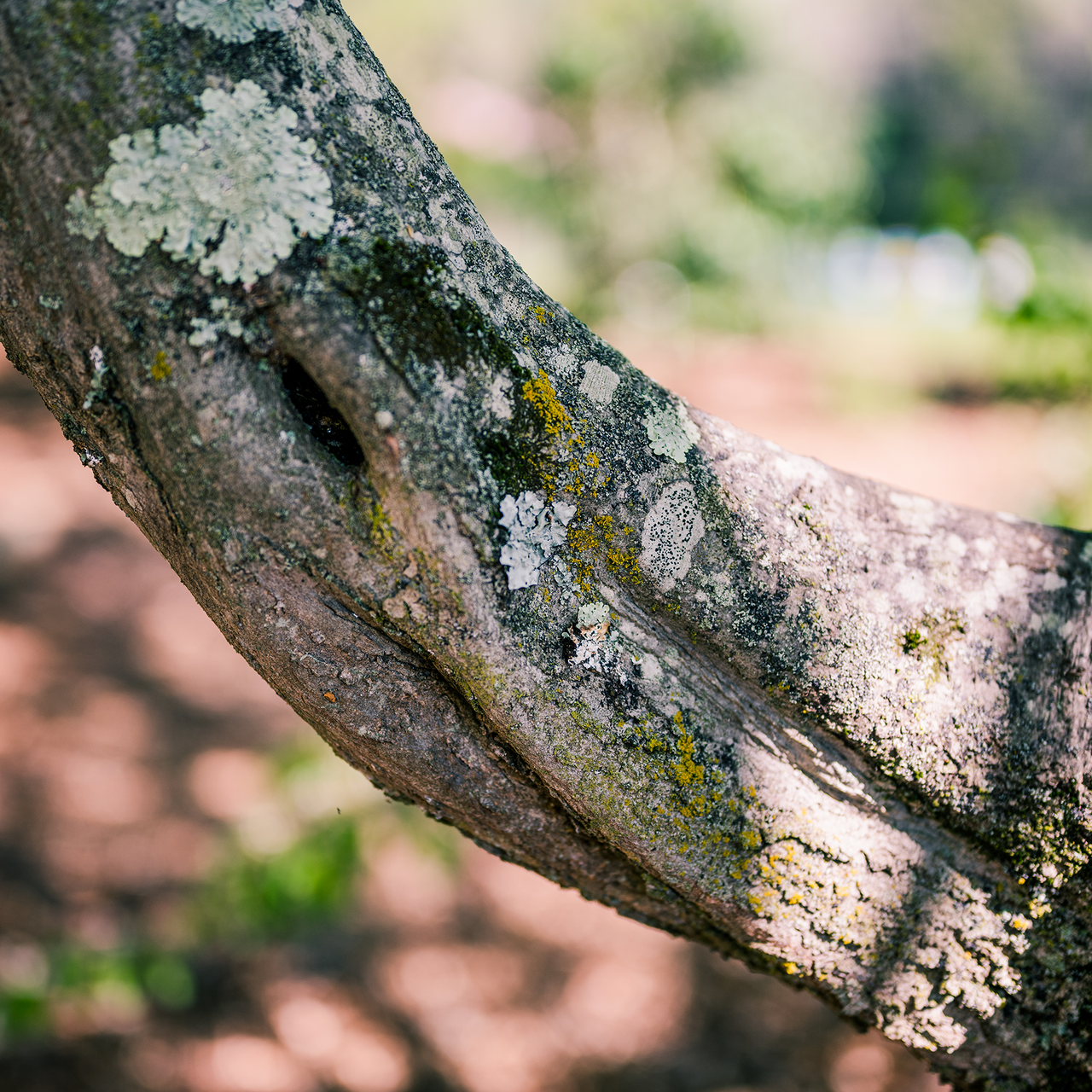 Bare Root Ironwood (Carpinus caroliniana)