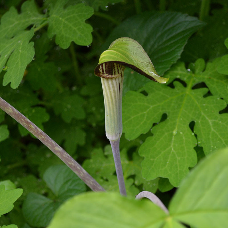 Jack in the Pulpit (Arisaema triphyllum)