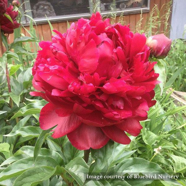 Karl Rosenfield Peony (Paeonia lactiflora cv.)